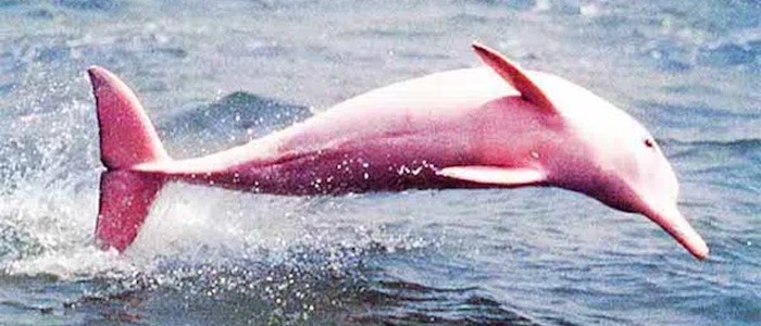 150 дельфінів загинули через надмірну температуру