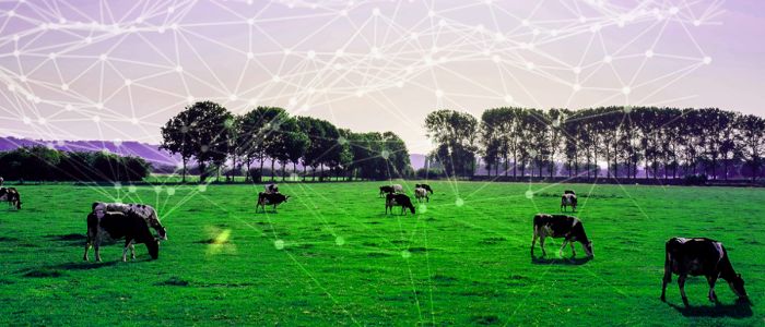 Нашийники з 5G дозволяють коровам самім визначати, коли їх доїти