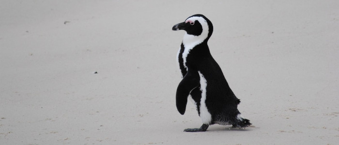 63 зникаючих пінгвіни загинули після нападу розлючених бджіл