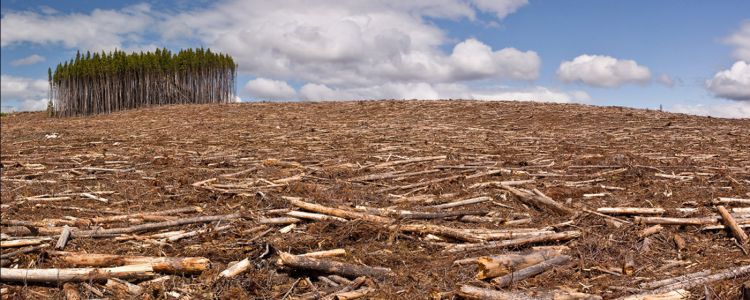День перевищення: 8 серпня довело, що наша планета вкрай виснажена