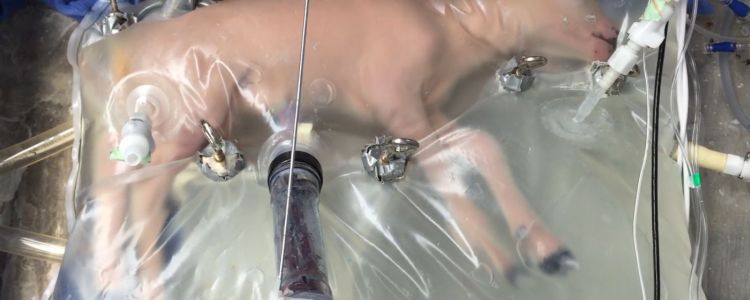 Подальші дослідження штучних маток наближають нас до майбутнього, де діти ростуть поза тілом