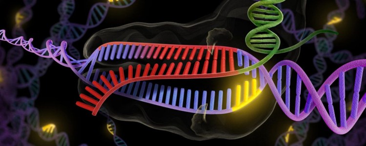 Вперше редагування гена CRISPR було використане в організмі людини. Що ж далі?
