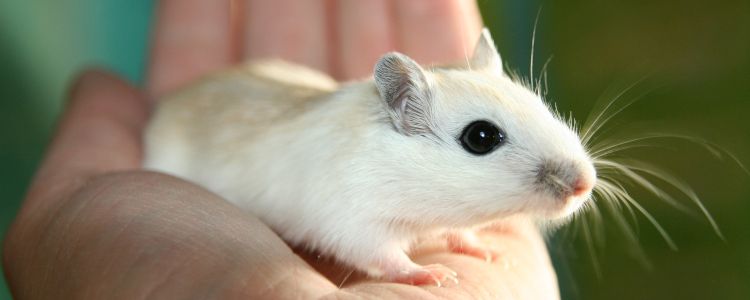 Лікар повідомляє про успішне відновлення функцій спинного мозку у щурів