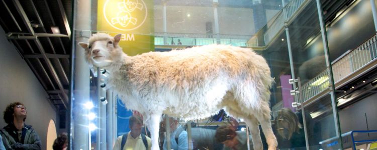 Покоління клонування: всі клони вівці Доллі є "здоровими"