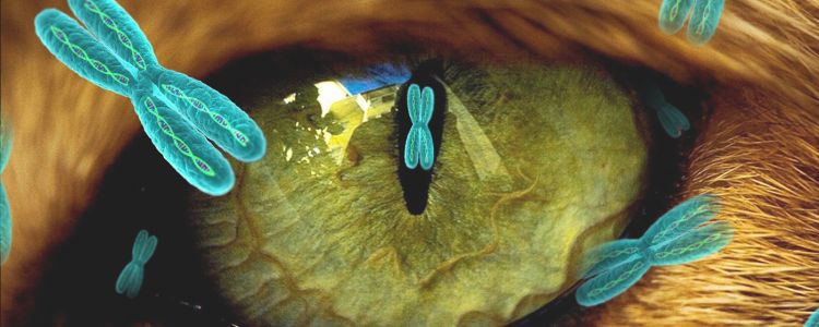 Кінець сліпоти: "Святий Грааль" редагування генів частково відновлює зір