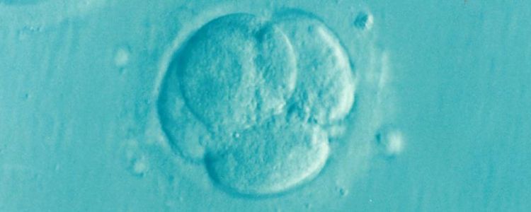 Експеримент по редагуванню гена ембріона людини успішно «виправляє» хворобу серця