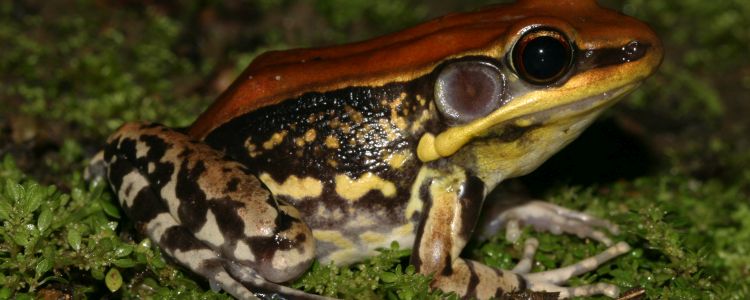 Ця жаба сочиться слизом, який змушує вірус грипу вибухати