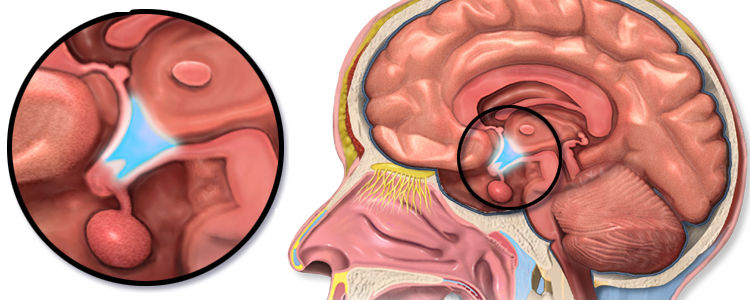 Гіпоталамічні стовбурові клітини могли б дати нове розуміння старінню