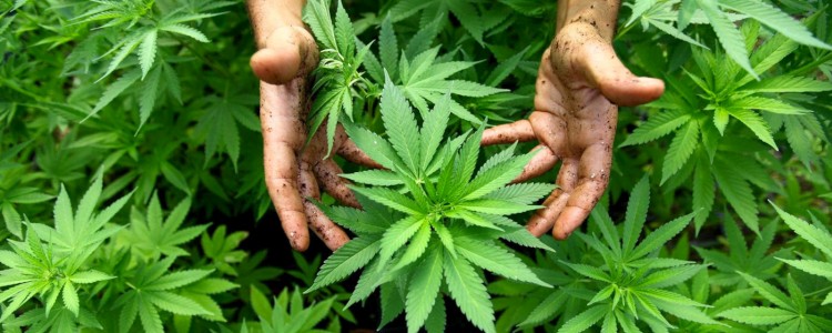 Фармацевтична компанія збирається використовувати коноплю для лікування хвороб