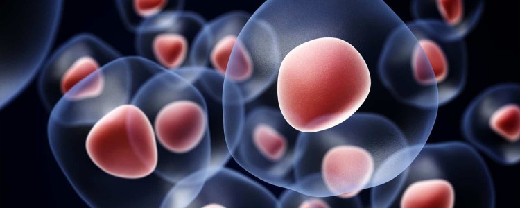 Нове лікування стовбуровими клітинами може відновити зір сліпим