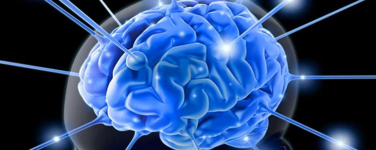 Імплантація ембріональних нейронів лікує пошкодження головного мозку у мишей