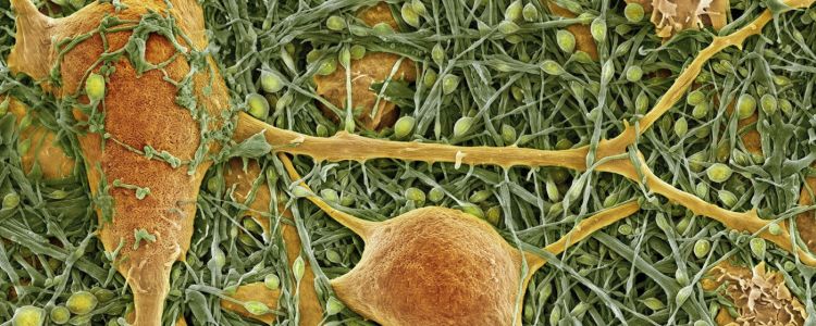 Вчені виявили новий вид діяльності в наших мозкових клітинах