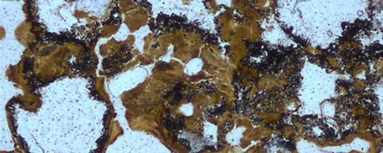 Нові викопні дані вказують на те, що життя могло виникнути на землі, а не в океані