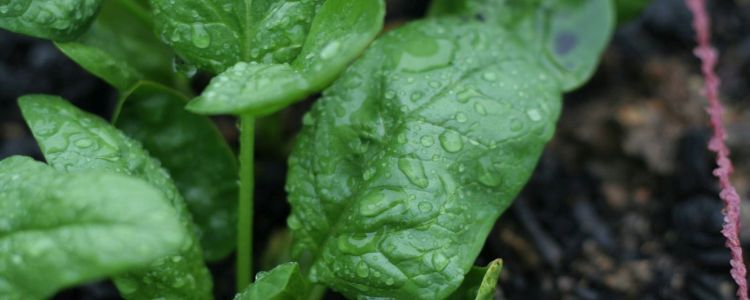 Дослідники розробляють біонічні рослини шпинату для виявлення бомб