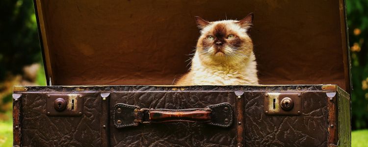 Як кішка Шредінгера допомагає пояснити нові результати про квантовий ефект Зено