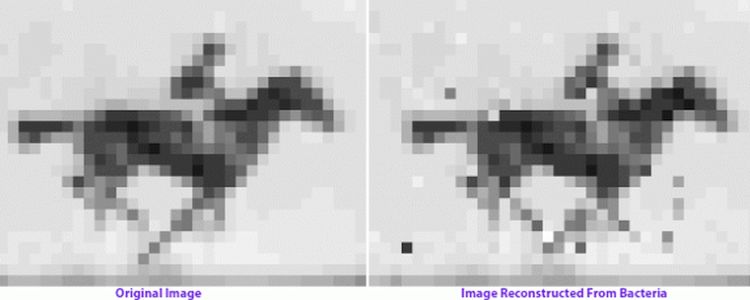 Вчені закодували гіфку в ДНК бактерії, використовуючи КРІСПР