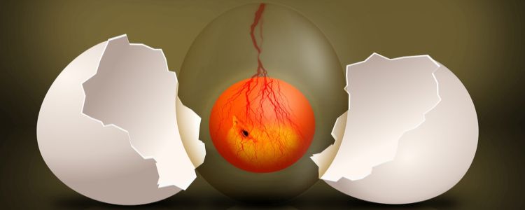 Вчені в США вперше успішно відредагували людський ембріон