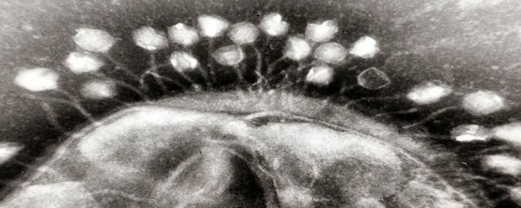 Вчені модифікують віруси за допомогою КРІСПРу для знищення стійких до антибіотиків бактерій