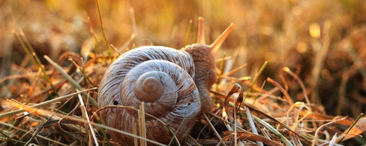 Вчені вибірково стирають деякі спогади у равликів - невже ми наступні?