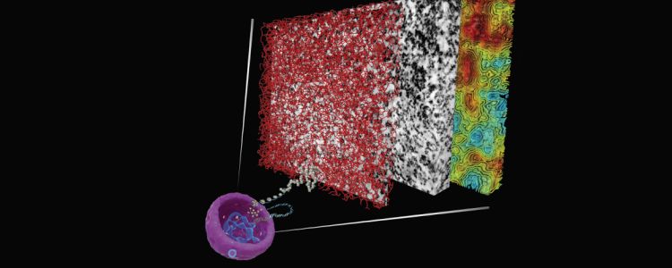 Вчені розкривають таємницю організації ДНК