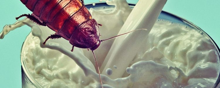 Вчені оновлюють фразу "Жучиний сік" поживним тарганячим "молоком"