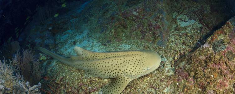Акула вперше здійснила перехід від сексуального до безстатевого розмноження