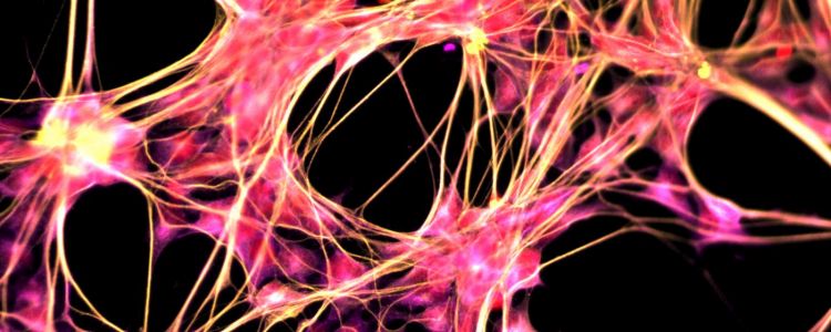 Нова технологія перетворює людську шкіру в клітини головного мозку