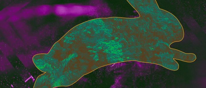 Кімнатна рослина з кролячим ДНК може очистити повітря у вашому домі