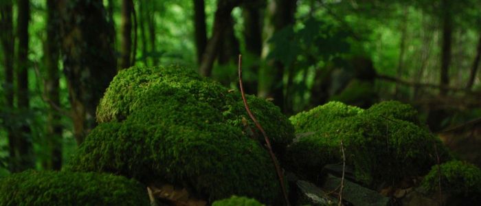 Мох може природним чином виводити з води шкідливий миш'як