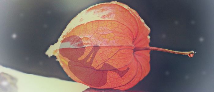 Новий метод КРІСПР виправляє генетичні мутації людських ембріонів