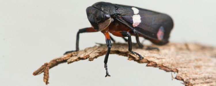 Нове відкриття може дозволити нам нарешті зробити плащ-невидимку