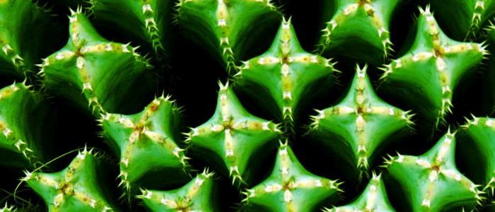 Ця рослина може допомогти покласти край опіоїдній кризі