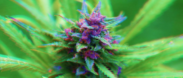 Спрей для язика допоможе вам кинути курити травку