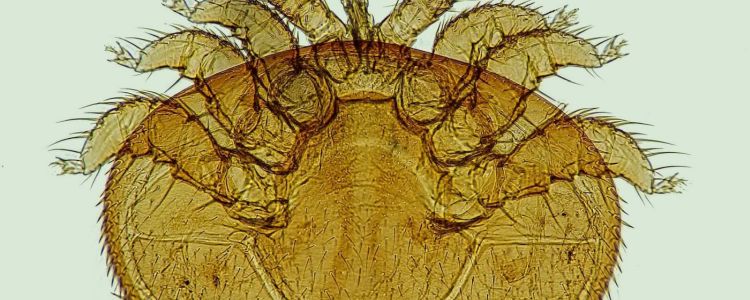 Випадкове відкриття може знищити одного з найгірших ворогів бджіл