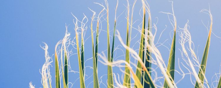 Після двох десятиліть вчені знаходять, що ГМО в кукурудзі корисні для вас