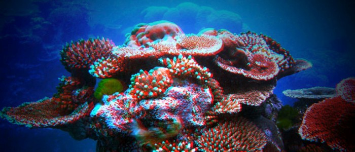 До 2100 року всі коралові рифи можуть повністю вимерти