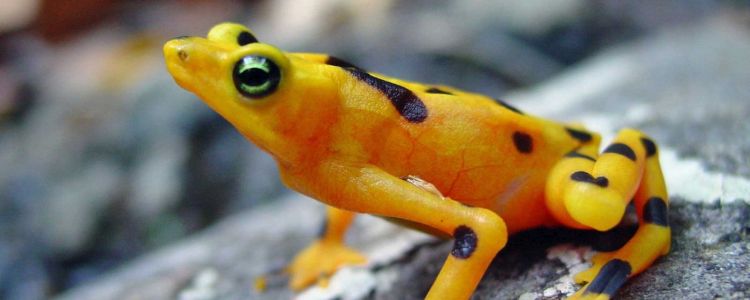 Самозцілення амфібій може бути хорошою новиною для хворобливих тварин