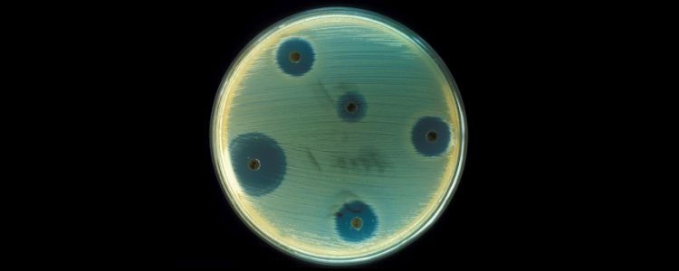 Застарілий антибіотик може знайти нове застосування проти супербактерій