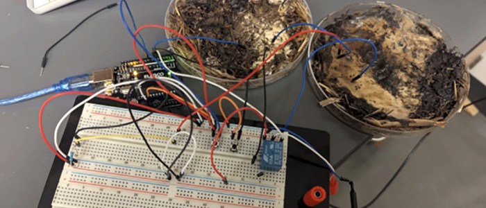 Біочипи з грибів конкурують за потужністю з сучасними напівпровідниками