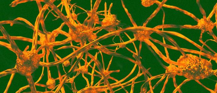 Пересадка кісткового мозку може запобігти старінню