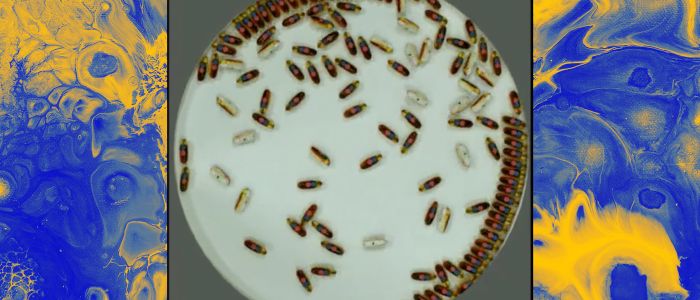 Милі, безмозкі, самохідні роботи можуть незабаром переміщатися всередині тварин