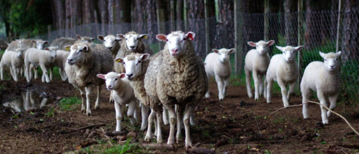 Заповнення Арктики величезною кількістю тварин може уповільнити зміну клімату