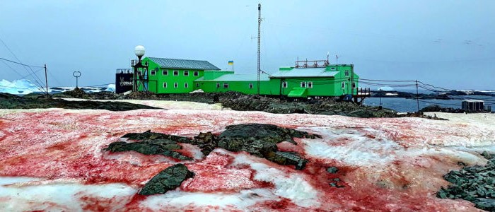 Яскраво-червоний «кривавий сніг» випав з неба в Антарктиді