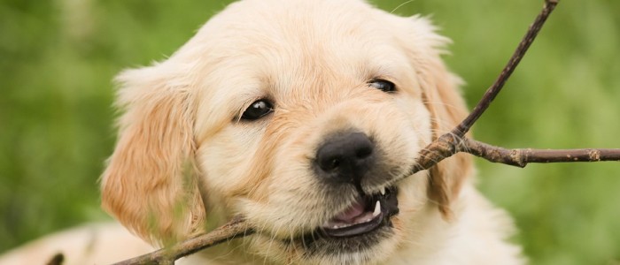 Жування деревини може покращити пам'ять та рівень антиоксидантів у мозку