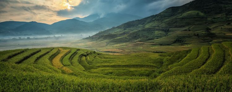 Китай вирощує рис, який росте в морській воді