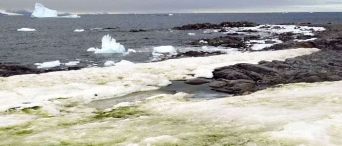 Зміна клімату перетворює частини Антарктиди на зелені