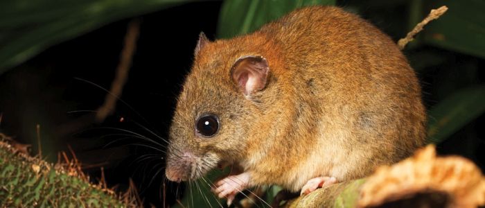 Зміна клімату знищила свого першого ссавця