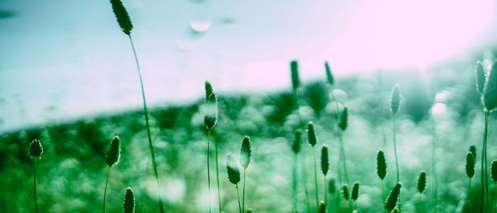 Зміна клімату може викликати у вас сезонну алергію