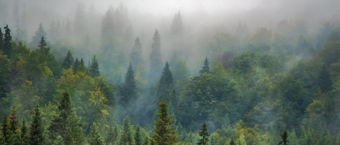 Саме тільки заліснення не зупинить зміну клімату