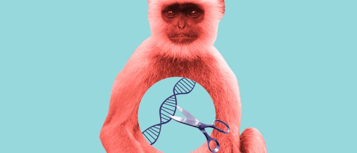 КРІСПР не викликає ненавмисних мутацій у мавп